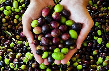 ‘OliveBIOextract’ faz o aproveitamento sustentável do bagaço de azeitona – PT2020